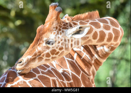 Tico, il 20 mese vecchia giraffa reticolata ha un graffio come egli si assesta nella sua chiusura al posto selvaggio progetto dopo il trasferimento da un attrazione in Copenhagen, unendo i compagni di giraffe Tom e Dayo nel loro 1.8 acri di esporre in South Gloucestershire. Foto di PA. Picture Data: venerdì 13 settembre, 2019. Foto di credito dovrebbe leggere: Ben Birchall/PA FILO Foto Stock