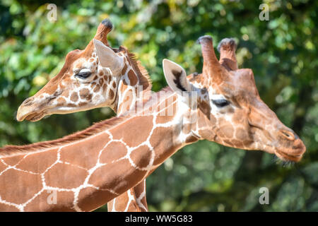 Tico (sinistra), i 20 mesi giraffa reticolata si assesta nella sua chiusura al posto selvaggio progetto dopo il trasferimento da un attrazione in Copenhagen, unendo i compagni di giraffe Tom e Dayo nel loro 1.8 acri di esporre in South Gloucestershire. Foto Stock