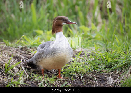 Smergo maggiore, Mergus merganser, femmina adulta Foto Stock