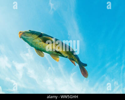 Carpa Cyprinus carpio, pesci pesci di acqua dolce, Baden-Wuerttemberg, Germania Foto Stock