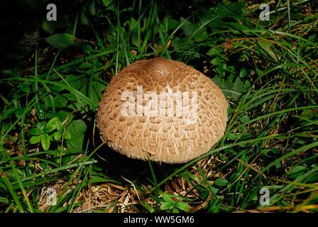 Macrolepiota procera, l'ombrellone fungo. Si tratta di un molto ricercata e fungo popolare in Europa per la sua versatilità in cucina Foto Stock