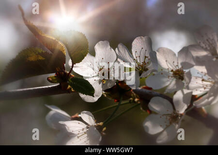 Cherry Tree blossom, ramoscello in controluce Foto Stock