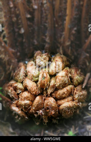 La felce, Polypodiopsida, Filicopsida, giovani arrotolato germogli Foto Stock