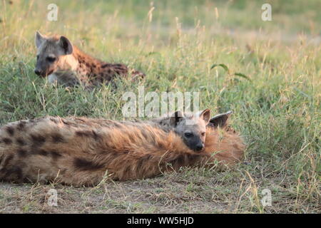 Spotted hyena cub poggiando sulla sua mamma, il Masai Mara National Park, in Kenya. Foto Stock