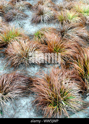 Dune in erba umida, Schleswig-Holstein, Germania Foto Stock