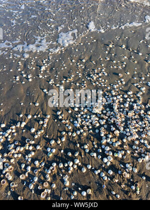 Si arriccia sulla spiaggia, umido, Schleswig-Holstein, Germania Foto Stock