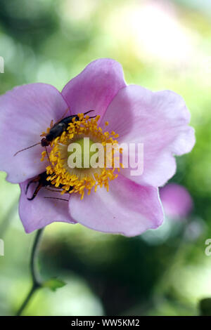 La fotografia macro di un anemone giapponese con earwigs in fiore Foto Stock