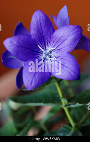 Close-up del fiore viola di un palloncino fiore Foto Stock