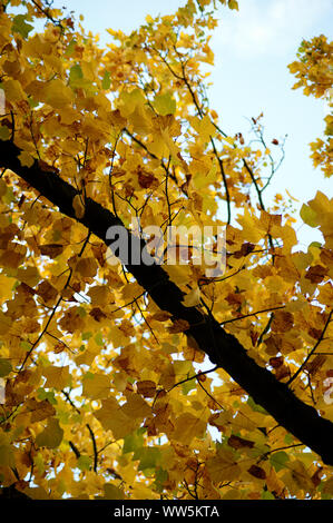 Close-up di il Tree Top di un albero in autunno, Foto Stock