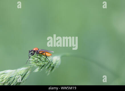 Macro Close-up di marzo fly, Bibio hortulanus, Foto Stock