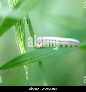 Macro Close-up di una larva sawfly, Foto Stock