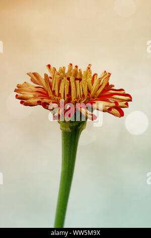 Macro Close-up del fiore rosso di un rilasciato zinnia, Foto Stock