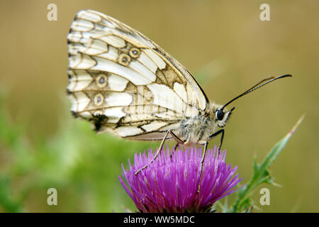 La natura della fotografia di una farfalla, in marmo bianco, Melanargia galathea su un fiore di cardo, Foto Stock