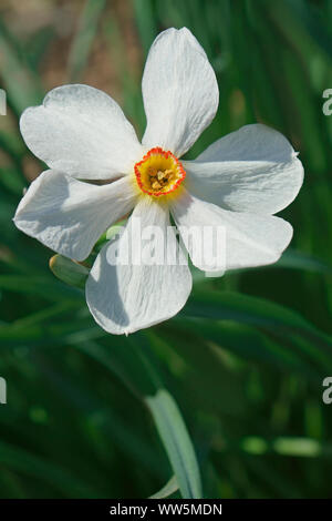 Daffodil, Narciussus 'Actaea', ravvicinata di un unico colore bianco fiore crescente all'aperto. Foto Stock