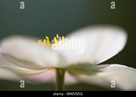 Anemone, blossom, dettaglio Foto Stock