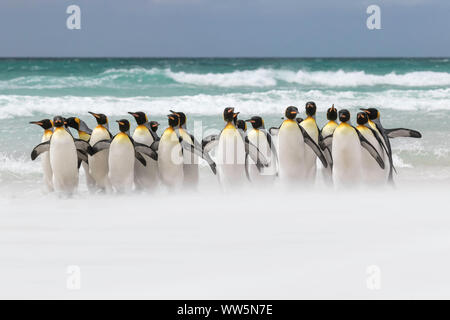 Re pinguino, Aptenodytes patagonicus, Gruppo adulti sul litorale, Volunteer Point, Isole Falkland, Novembre Foto Stock