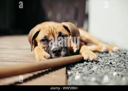 Giovane cane boxer in giardino, Foto Stock