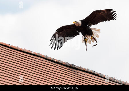 Aquila calva sul parafango Foto Stock