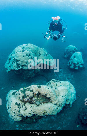 Il cambiamento climatico, corallo sbianca, Oceano Pacifico Foto Stock