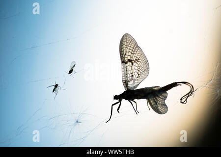 Mayfly in un vecchio spiderweb con due afidi in controluce. Foto Stock