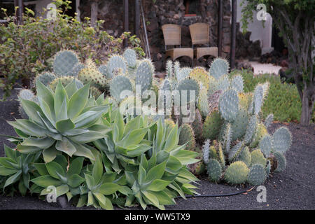 Diverse piante succulente in un giardino mediterraneo Foto Stock