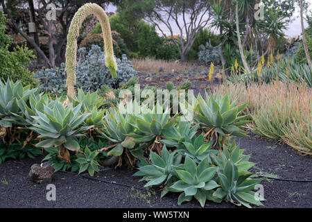 Diverse piante succulente in un giardino mediterraneo Foto Stock