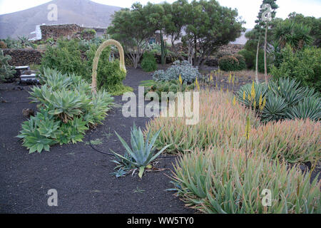 Diverse piante succulente in un giardino mediterraneo Foto Stock