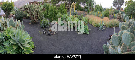 Diverse piante succulente in un giardino mediterraneo Foto Stock