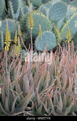 Aloe Vera di fiori e di fichidindia Foto Stock