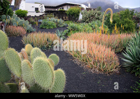 Diverse piante succulente in un giardino mediterraneo Foto Stock