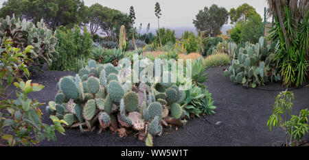 Diverse piante succulente in un giardino mediterraneo Foto Stock