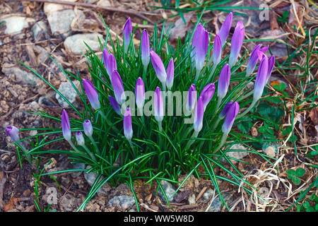 Crocus, inizio crocus, Crocus tomassinianus, massa di colore viola fiori che crescono all'aperto. Foto Stock