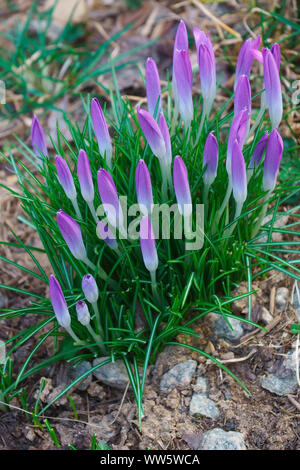 Crocus, inizio crocus, Crocus tomassinianus, massa di colore viola fiori che crescono all'aperto. Foto Stock