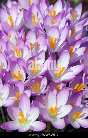 Crocus, inizio crocus, Crocus tomassinianus, massa di colore viola fiori che crescono all'aperto. Foto Stock