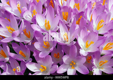 Crocus, inizio crocus, Crocus tomassinianus, massa di colore viola fiori che crescono all'aperto. Foto Stock