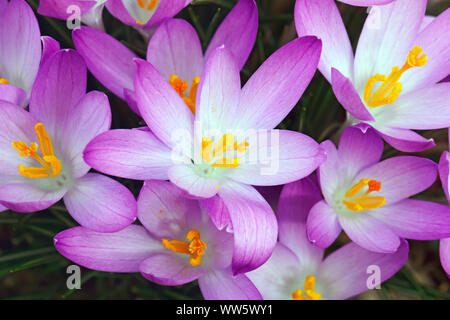 Crocus, inizio crocus, Crocus tomassinianus, massa di colore viola fiori che crescono all'aperto. Foto Stock