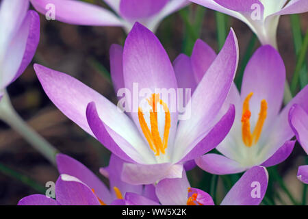 Crocus, inizio crocus, Crocus tomassinianus, massa di colore viola fiori che crescono all'aperto. Foto Stock