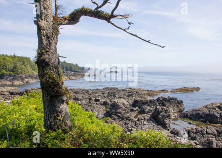 Mare, rock, ritagliato albero a Amphitrite Point Lighthouse, Ucluelet, Isola di Vancouver, British Columbia, Canada Foto Stock