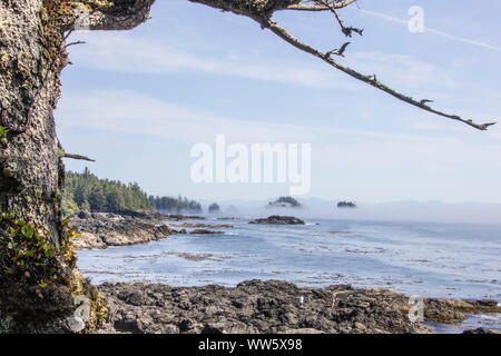 Mare, rock, ritagliato albero a Amphitrite Point Lighthouse, Ucluelet, Isola di Vancouver, British Columbia, Canada Foto Stock
