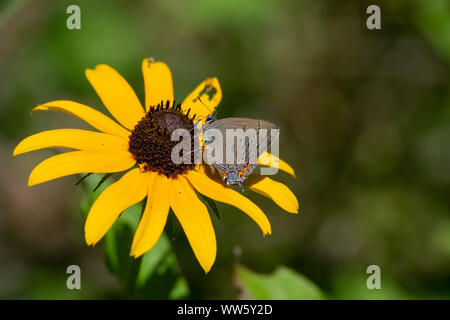 Satyrium Tito, il corallo hairstreak butterfly, posatoi su un black eyed susan fiore giallo in Ontario, Canada. Foto Stock