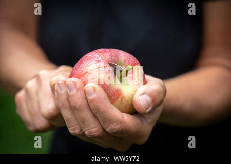 Apple di taglio con il coltello Foto Stock