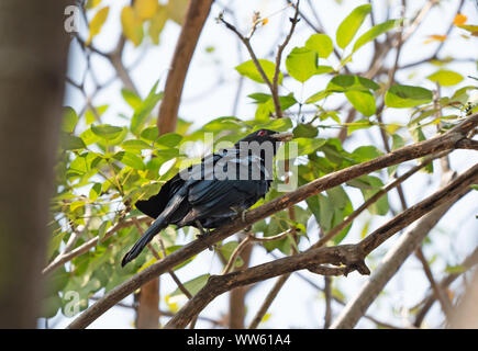 Closeup maschio Koel asiatico uccello appollaiato sul ramo Foto Stock