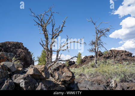 Agile di alberi di pino e sagebrush crescere con il nero di roccia lavica nei crateri della luna Monumento Nazionale in Idaho USA Foto Stock