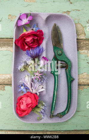 Decorazioni floreali con forbici Foto Stock