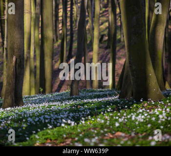 Anemoni di legno nella foresta di faggio Foto Stock