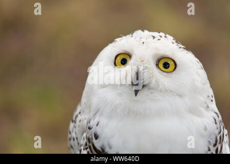 Civetta delle nevi, vicino a Dusseldorf, Renania settentrionale-Vestfalia, Germania, Bubo scandiacus Foto Stock