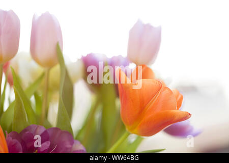 Bouquet tulipani, retroilluminazione, finestra dettaglio shot Foto Stock