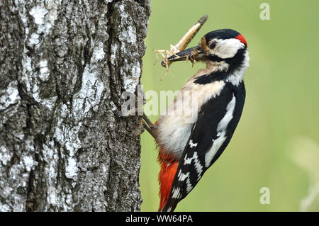 Picchio rosso maggiore sulla struttura, Dendrocopos major Foto Stock