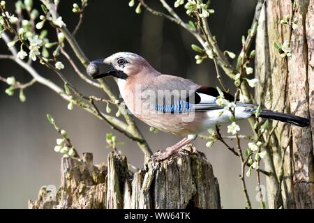 Jay con frutta, close-up, Garrulus glandarius Foto Stock