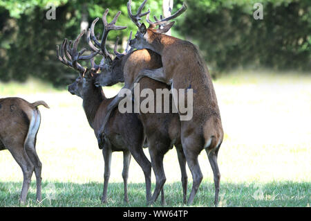 Tre cervi in piedi su ogni altro in prato, Cervus elaphus Foto Stock